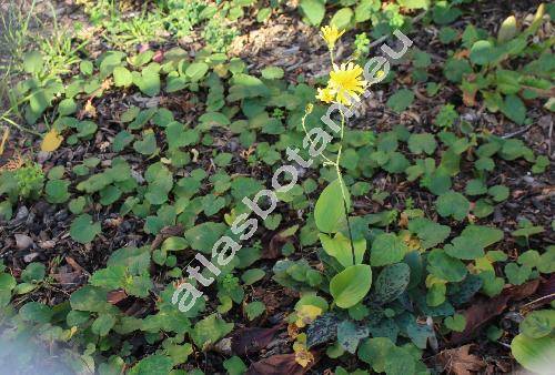 Hieracium maculatum Schrank (Hieracium pallidum)