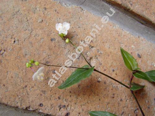 Tradescantia geniculata Jacq. (Aploleia, Tradescantia consanguinea Klotzsch, Gibasis pellucida (Mart. et Gal.) Hunt, Callisia pellucida (Mart. et Gal.), Tradescantia pellucida (Mart. et Gal.))