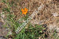 Cosmos sulphureus Cav. (Cosmos gracilis Sherff, Coreopsis artemisifolia, Cosmea sulphurea (Cav.) Willd., Bidens artemisiifolia  (Jacq.) Kuntze)