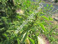 Amaranthus blitoides Wats.