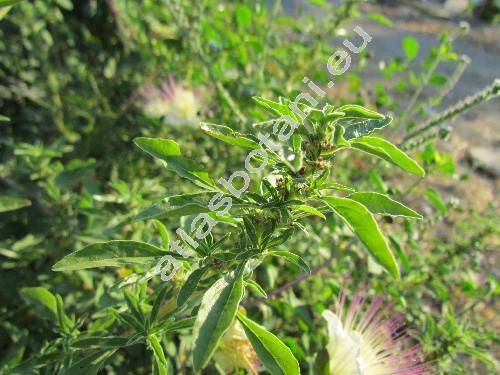 Amaranthus blitoides Wats.