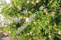 Felicia amelloides (Felicia amelloides (L.) Voss, Aster rotundifolius Thunb., Cineraria amelloides L.)