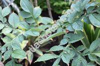 Amorphophallus paeoniifolius (Dennst.) Nicols. (Dracontium paeoniifolium Dennst., Arum campanulatum Roxb., Amorphophallus campanulatus, Arum rumphii Gaud.)