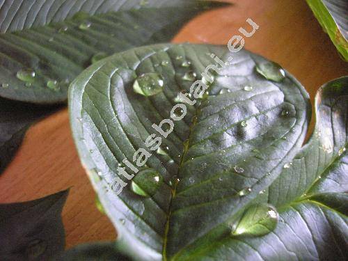 Amorphophallus paeoniifolius (Dennst.) Nicols. (Dracontium paeoniifolium Dennst., Arum campanulatum Roxb., Amorphophallus campanulatus, Arum rumphii Gaud.)