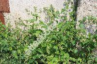 Chenopodium hybridum L.