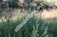 Chenopodium album L. (Chenopodium album agg.)