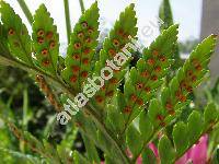 Arachnoides adiantiformis (Forst.) Tind. (Rumohra adiantiformis (Forst.) Ching, Polystichum adiantiforme (Forst.) Sm., Dryopteris adiantiformis (Forst.) Kuntze, Aspidium coriaceum Willd., Nephrodium duriusculum C. Presl)