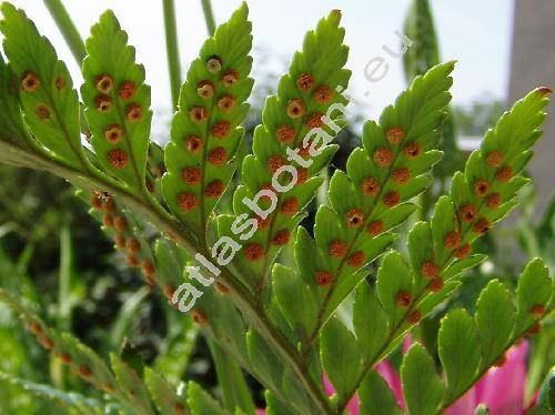 Arachnoides adiantiformis (Forst.) Tind. (Rumohra adiantiformis (Forst.) Ching, Polystichum adiantiforme (Forst.) Sm., Dryopteris adiantiformis (Forst.) Kuntze, Aspidium coriaceum Willd., Nephrodium duriusculum C. Presl)