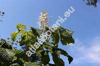 Aesculus parviflora Walt. (Aesculus macrostachya Michx., Pavia alba Poir.)