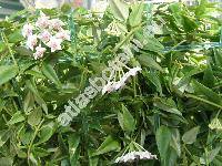 Hoya lanceolata Wall. ex Don subsp. bella (Hoya bella Hook.)