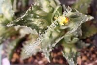 Faucaria tigrina (Faucaria tuberculosa)