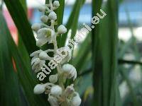 Ophiopogon japonicus (L.) Ker Gawl. (Convallaria)