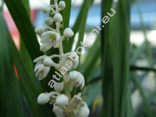 Ophiopogon japonicus (L.) Ker Gawl. (Convallaria)