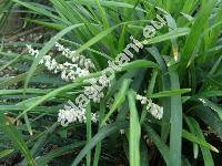 Ophiopogon japonicus (L.) Ker Gawl. (Convallaria)