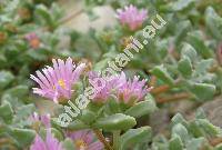 Oscularia deltoides (Oscularia deltoides (L.) Schwant., Oscularia deltoides Schwant., Mesembryanthemum deltoides L., Lampranthus deltoides (L.) Glen ex Wijn.)