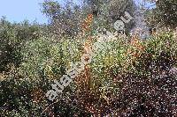 Euphorbia characias L. (Tithymalus)