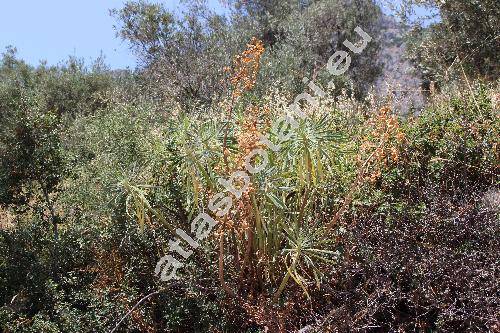 Euphorbia characias L. (Tithymalus)