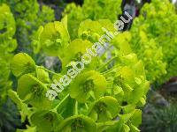 Euphorbia characias L. (Tithymalus)