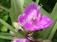 Tradescantia x andersoniana Ludw. et Rohw. 'Karminglut' (Tradescantia virginiana hort.)