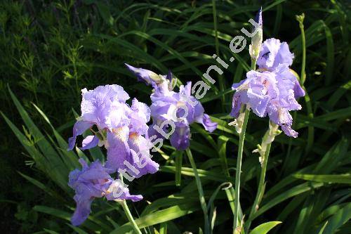 Iris pallida Lamk.