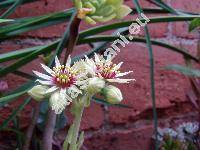 Sempervivum grandiflorum (Sempervivum grandiflorum Haw., Sempervivum gaudinii Christ, Sempervivum wulfenii subsp. gaudiniii (Christ) Nym.)