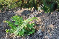 Cyrtomium falcatum (L. f.) C. Presl (Aspidium falcatum Sw., Polystichum falcatum (L. f.) Diels, Polypodium falcatum L. f., Dryopteris falcata (L. f.) Kuntze)