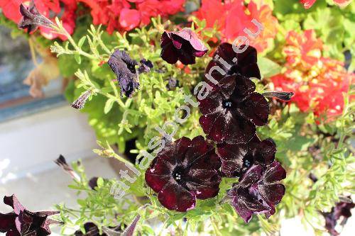 Petunia 'Black Mamba' (Petunia)