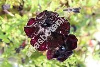 Petunia 'Black Mamba' (Petunia)