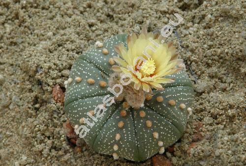 Astrophytum asterias Karw. et Zucc. (Echinocactus asterias Karw. et Zucc.)