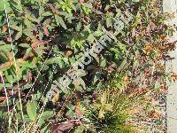 Hypericum 'Hidcote' (Hypericum calycinum 'Hidcote')