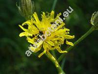 Crepis biennis L.