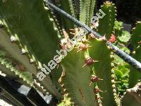Euphorbia tetragona (Euphorbia tetragona Haw., Tithymalus)