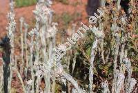 Filago vulgaris Lamk. (Logfia, Filago vulgaris agg., Gnaphalium)