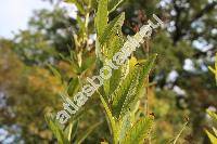 Desmodium canadense (L.) DC. (Hedysarum canadense, Meibomia canadensis (L.) Kuntze)