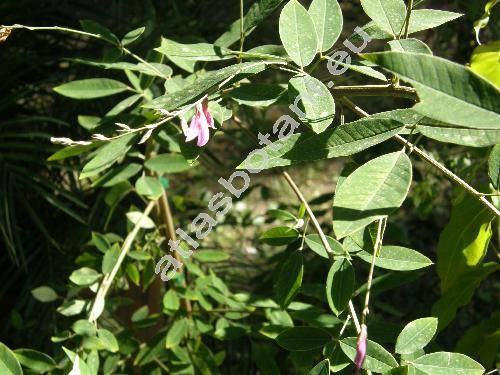 Desmodium tortuosum (Sw.) DC. (Hedysarum purpureum Mill., Hedysarum tortuosum Sw., Meibomia  tortuosa (Sw.) Kuntze)