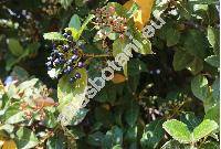 Viburnum tinus L. (Viburnum rigidum Vent., Viburnum laurifolium Presl)