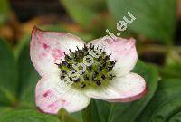 Cynoxylon canadense (L.) Schaffn. (Cornus canadensis L., Eukrania canadensis (L.) Merr., Benthamidia)