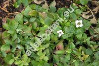 Cynoxylon canadense (L.) Schaffn. (Cornus canadensis L., Eukrania canadensis (L.) Merr., Benthamidia)