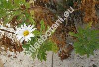 Argyranthemum pinnatifidum (L. f.) Lowe (Leucanthemella, Chrysanthemum pinnatifidum L., Pyrethrum, Leucanthemum)