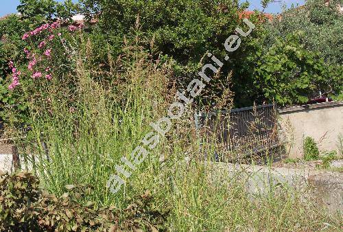 Sorghum halepense (L.) Pers. (Holcus halepensis L., Andropogon avenaceus Kunth, Andropogon decolorans Kunth, Panicum)