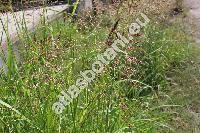 Sorghum halepense (L.) Pers. (Holcus halepensis L., Andropogon avenaceus Kunth, Andropogon decolorans Kunth, Panicum)