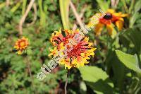 Gaillardia 'Fanfare'