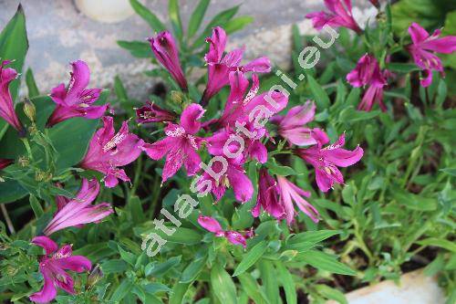 Alstroemeria 'Inticancha Machu'