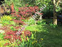 Acer palmatum 'Atropurpureum' (Acer palmatum Thunb.)