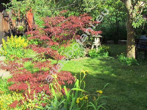 Acer palmatum 'Atropurpureum' (Acer palmatum Thunb.)