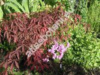 Acer palmatum 'Atropurpureum' (Acer palmatum Thunb.)