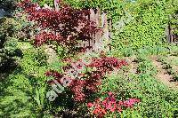 Acer palmatum 'Atropurpureum' (Acer palmatum Thunb.)