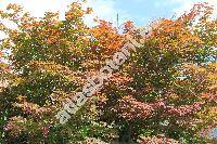 Acer palmatum 'Osakazuki' (Acer palmatum Thunb.)