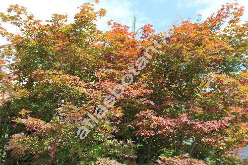 Acer palmatum 'Osakazuki' (Acer palmatum Thunb.)