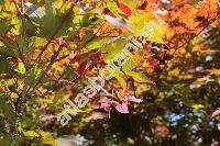 Acer palmatum 'Osakazuki' (Acer palmatum Thunb.)